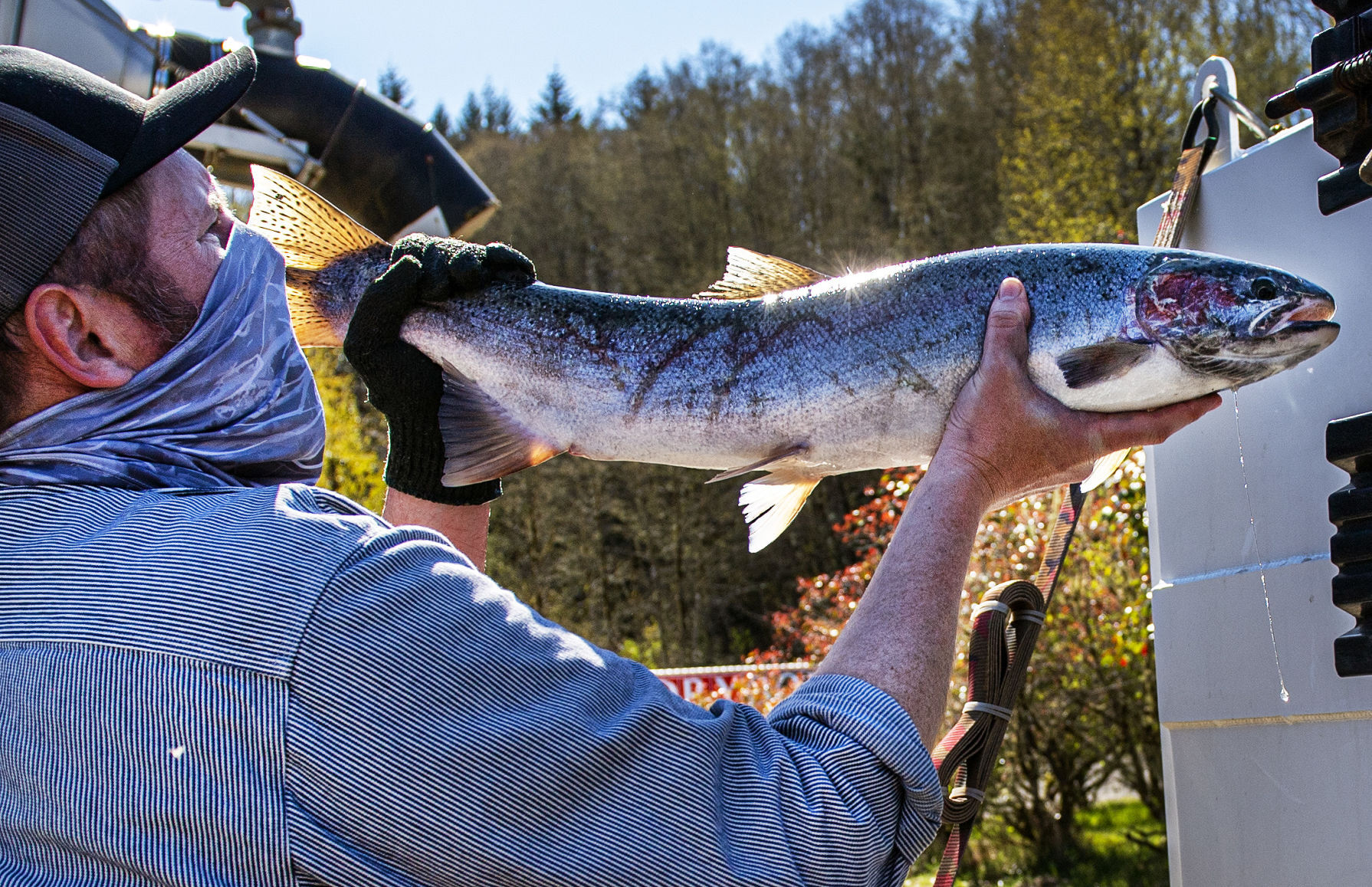 Loading salmon